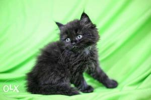 Persian Kittens available... gray male - 