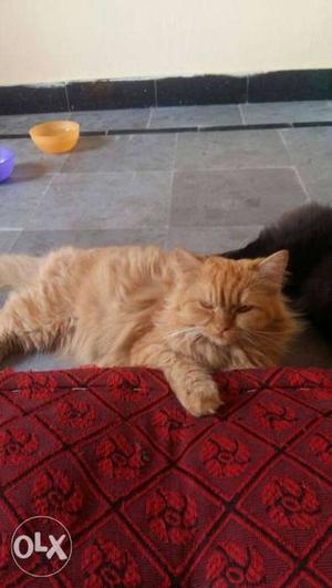Persian cat 1 year old Brown female black male