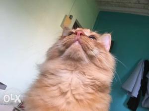 Persian cat 11months old male,