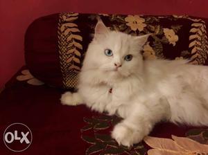 Persian cat Age:-1yr