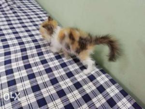 Persian cat and kitten for sale cash on delivery