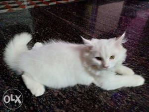 Persian cat for sale 110 days baby