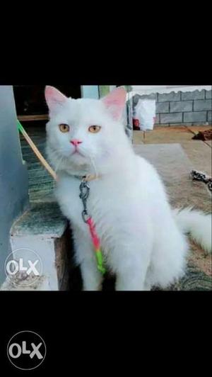 Persian cat for sale in kondotty intrested buyers