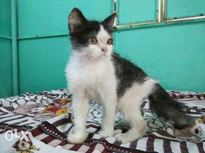 Persian cat good quality white and black male