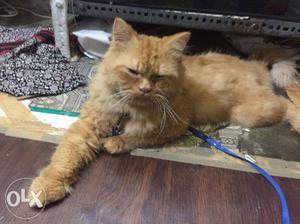 Persian cat male 10 month fawn colour toilate