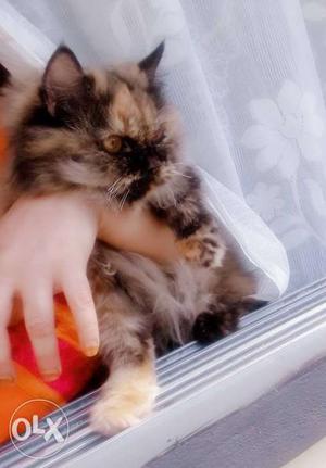 Persian cat of 8months playfull n pottytrained