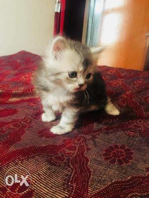 Persian cat with double furr. Interested people's