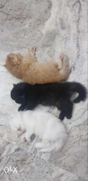 Persian cats kittens available for sale for more jet black