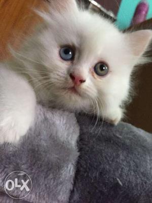 Persian kitten 2 months old for sale, vaccinated and litter