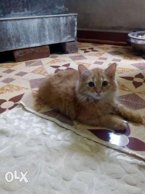 Persian kitten 3 month doll face long hair full