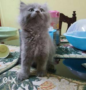 Persian kitten Grey colour quality hair