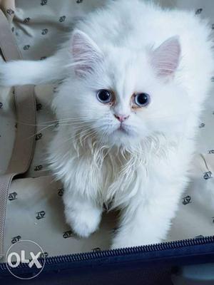 Persian kitten female 4 months old