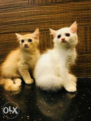 Persian kitten female kitten available for sale