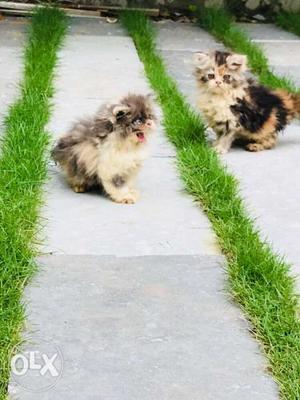 Persian kittens..2 female and a male availble..
