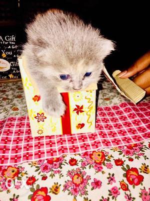 Persian kittens Very active and cute