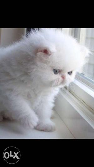 Persian kittens pure breed pure white fluffy and