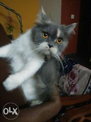 Persian tri color female, a year old cat. please