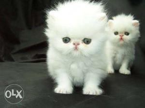 Punch face persian kittens