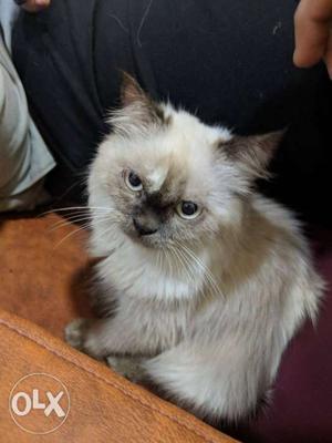 Pure breed himalyan persian kitten. female.