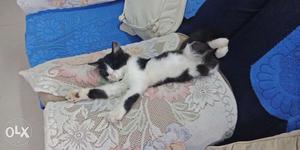 Pure cat persain white and black 2 month old very