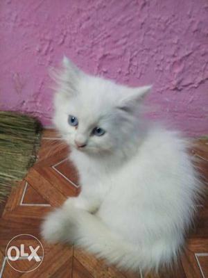 Pure persian kitten for sell active n healdhy