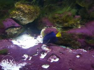 Purple tang marine fish