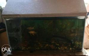 Ready fish tank.with fish & filter machine &