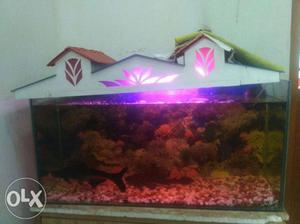 Rectangular Grey Full size Fish Tank