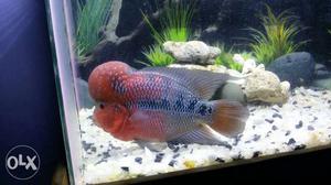 Red And Blue Flowerhorn Fish