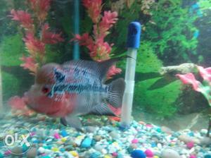 Red dragon srd flowerhorn