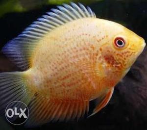 Red spotted severum 3.5" single