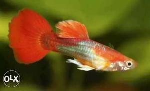 Red tail guppys