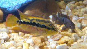 Salvini cichlid Fish