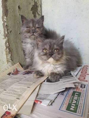 Semi punch 2 mnth old 2 female kittens..very
