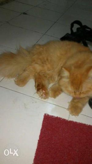 Semipunch persian cat available for mating