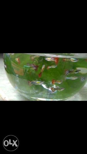 Seven color guppies for sale, pair 150 retail