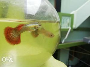 Seven colour quality guppy fish breeding pair