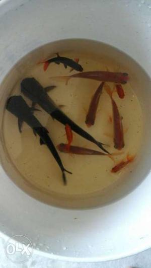 Several Black And Orange Koi Fishes