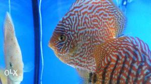 Several Discus Fishes
