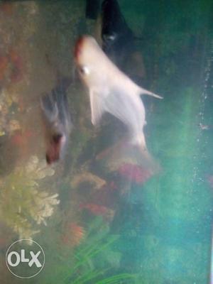 Shark Fishes For Sale 3 Sharks14inch