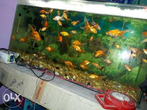 Shoal Of Fancy Goldfish