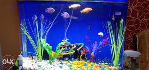 Shoal Of Fish With Rectangular Aquarium