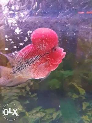 Short body red Dragon with full bright colour and