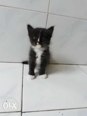 Short-haired White And Black Tuxedo Kitten