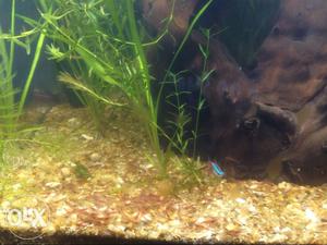 Shrimps tetras n planted tank fishes