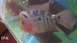 Silver And Red Flowerhorn Cichlid