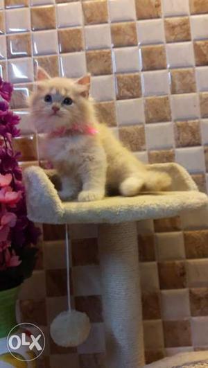 So cute all color pure Persian New baby available