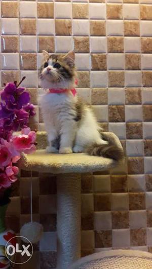 So cute pure Persian kitten for sale in all cod