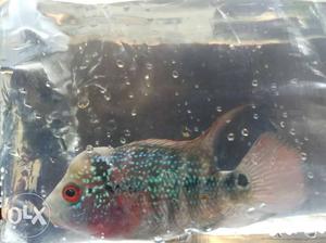 Super red dragon... Male flowerhorn fish for sale