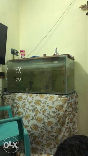 Tank with 6 gold fish with healty condition